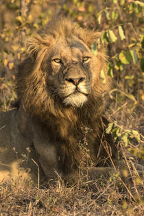 Africa, South Africa, Sabi Sabi Private Game Reserve by Danita Delimont