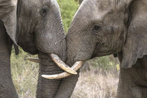 Africa, South Africa, Sabi Sabi Private Game Reserve by Danita Delimont