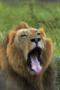 Male Lion, Kruger National Park, South Africa by Danita Delimont