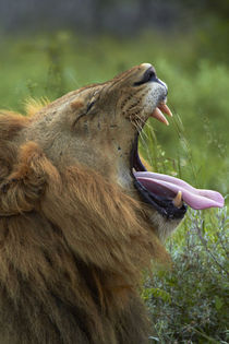 Male Lion, Kruger National Park, South Africa von Danita Delimont