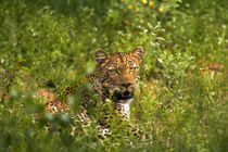 Leopard, Kruger National Park, South Africa by Danita Delimont