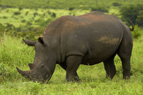 Southern white rhinoceros, Kruger National Park, South Africa von Danita Delimont
