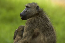 Chacma baboon and baby, Kruger National Park, South Africa by Danita Delimont
