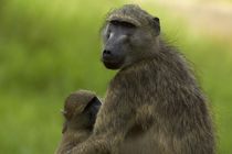 Chacma baboon and baby, Kruger National Park, South Africa von Danita Delimont