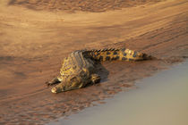 Crocodile, Letaba River, Kruger National Park, South Africa by Danita Delimont