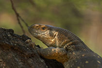 White-throated monitor, Kruger National Park, South Africa von Danita Delimont