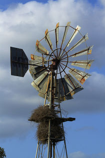 Windmill and nest, Kruger National Park, South Africa by Danita Delimont