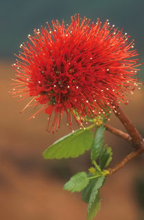 Natal bottlebrush flower, uKhahlamba / Drakensberg Park, Kwa... von Danita Delimont