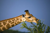 Giraffe feeding, Madikwe Game Reserve, North West, South Africa. by Danita Delimont