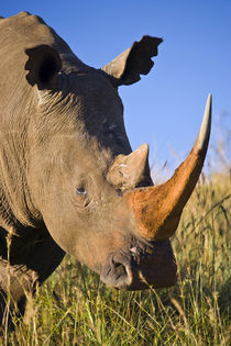 White Rhinoceros, Itala Game Reserve, KwaZulu-Natal, South Africa. by Danita Delimont