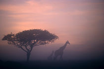 Silhouettes of Giraffes, Itala Game Reserve, KwaZulu-Natal, ... von Danita Delimont