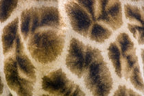 Giraffe skin von Danita Delimont