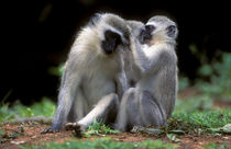 Vervet Monkey's grooming, Fanies Island, iSimangaliso Wetlan... by Danita Delimont