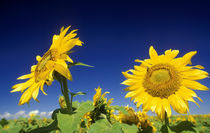 Sunflowers, near Senekal, Free State, South Africa von Danita Delimont