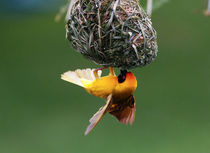 African Masked-weaver making nest, Limpopo, South Africa. by Danita Delimont