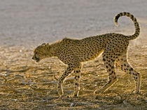 Young cheetah stalks behind its mother on a hunt, Kgalagadi ... by Danita Delimont