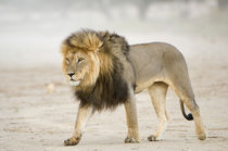 Large black maned Lion walks through a dust storm, Kgalagadi... von Danita Delimont
