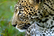 Portrait of leopard, Kirkman's Camp, Sabi Sand Game Reserve,... by Danita Delimont