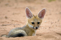 Cape fox pup peers inquisitively from its den, Kgalagadi Nat... by Danita Delimont