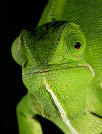 Portrait of Flap-necked Chameleon, Midlands, KwaZulu-Natal, ... von Danita Delimont