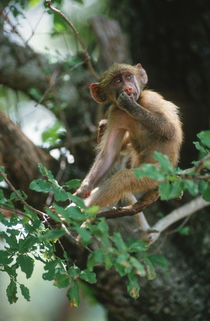 Young Chacma baboon sitting in a tree von Danita Delimont