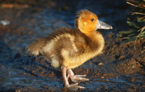 Spurwinged Goose gosling by Danita Delimont