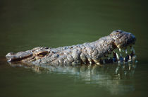 Nile crocodile partially submerged by Danita Delimont