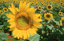 Field of Sunflowers by Danita Delimont