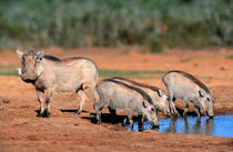 Warthog family at waterhole, Addo Elephant National Park, Ea... by Danita Delimont