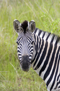 Portrait of Plains Zebra, Hluhluwe-Umfolozi Game Reserve, Kw... von Danita Delimont