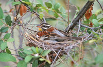 Golden-Breasted bunting in a nest, Nylsvley Nature Reserve, ... by Danita Delimont