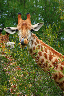 Giraffe portrait, Kruger National Park, Mpumalanga, South Africa. by Danita Delimont