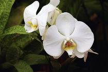 White Moon Orchid, South Africa von Danita Delimont