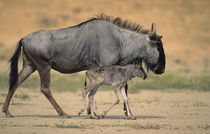 Blue Wildebeest mother and calf, Kgalagadi Transfrontier Par... by Danita Delimont