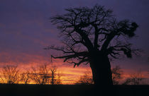 Baobab at dusk, Kruger National Park, South Africa von Danita Delimont