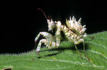 Close-up of Hottentot Mantis walking on a leaf, Pietermaritz... by Danita Delimont