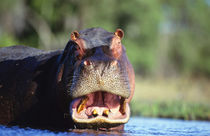 Hippopotamus threat display, Chobe National Park, Botswana von Danita Delimont