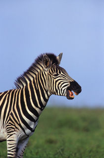 Plains Zebra calling, Tala Private Reserve, Midlands, KwaZul... by Danita Delimont
