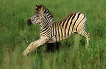Plains Zebra foal stretching, Midmar Game Reserve, Midlands,... von Danita Delimont