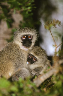 Vervet Monkey suckling, Kruger National Park, Mpumalanga, So... by Danita Delimont