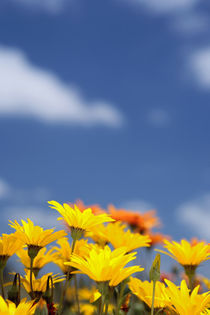 Orange and yelow daisy flowers against blue sky by Danita Delimont