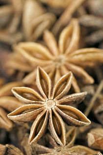 Close-up of Aniseed, Stellenbosch, Western Cape, South Africa. by Danita Delimont