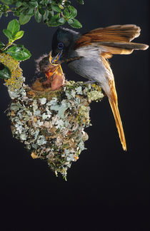 African Paradise Flycatcher feeding chick, Helderberg Nature... by Danita Delimont