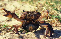 Freshwater Crab observing, Durban, KwaZulu-Natal, South Africa. by Danita Delimont