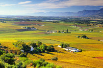 Aerial view of vineyards near Hermanus, Overberg District Mu... by Danita Delimont