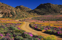 Road through flowers, Geogap Nature Reserve, Namaqualand, No... by Danita Delimont
