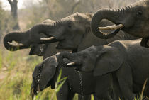 A herd of African elephants drip water from their mouths as ... by Danita Delimont