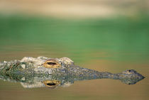A Nile Crocodile lurking in anticipation. by Danita Delimont
