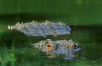 A large Nile Crocodile lurking in anticipation. by Danita Delimont