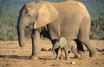 An African Elephant mother and calf on the move. by Danita Delimont